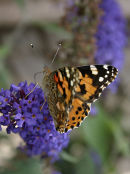 Painted Lady